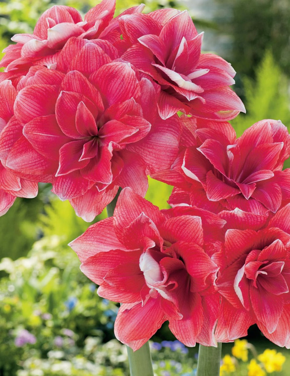 Hippeastrum Double Dream (season: Aug-Sep)