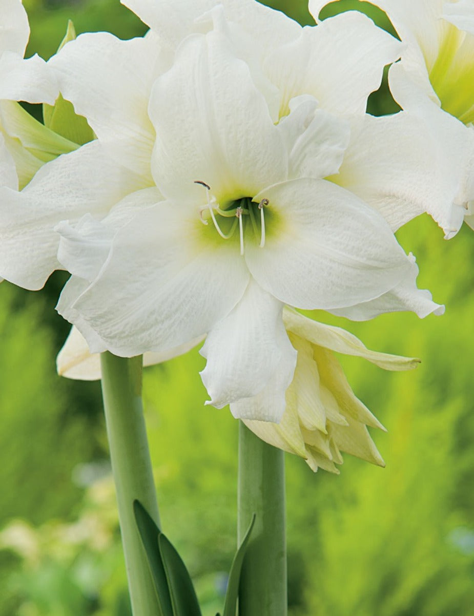 Hippeastrum Double Ice Queen (season: Aug-Sep)