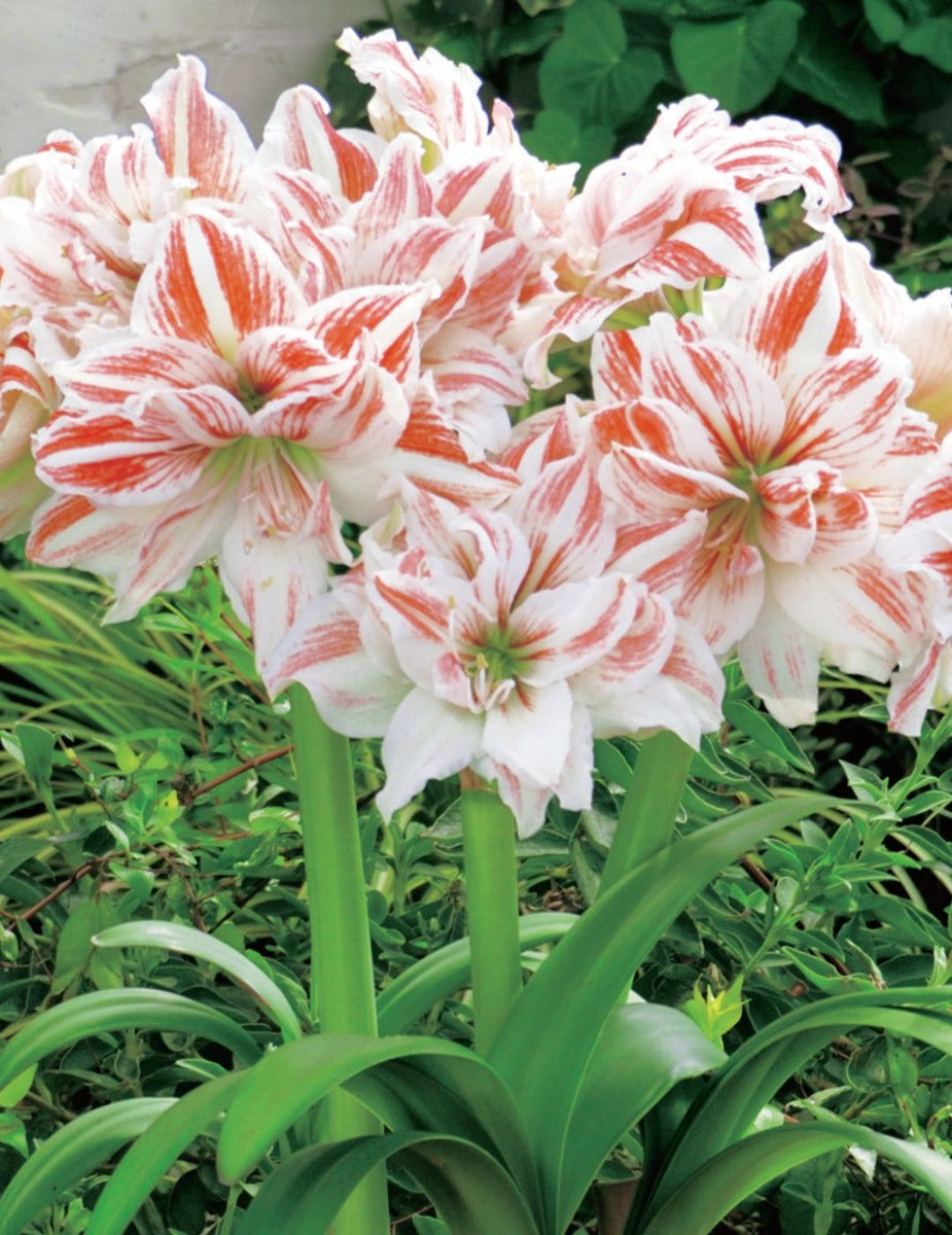 Hippeastrum Double Dancing Queen (season: Aug-Sep)