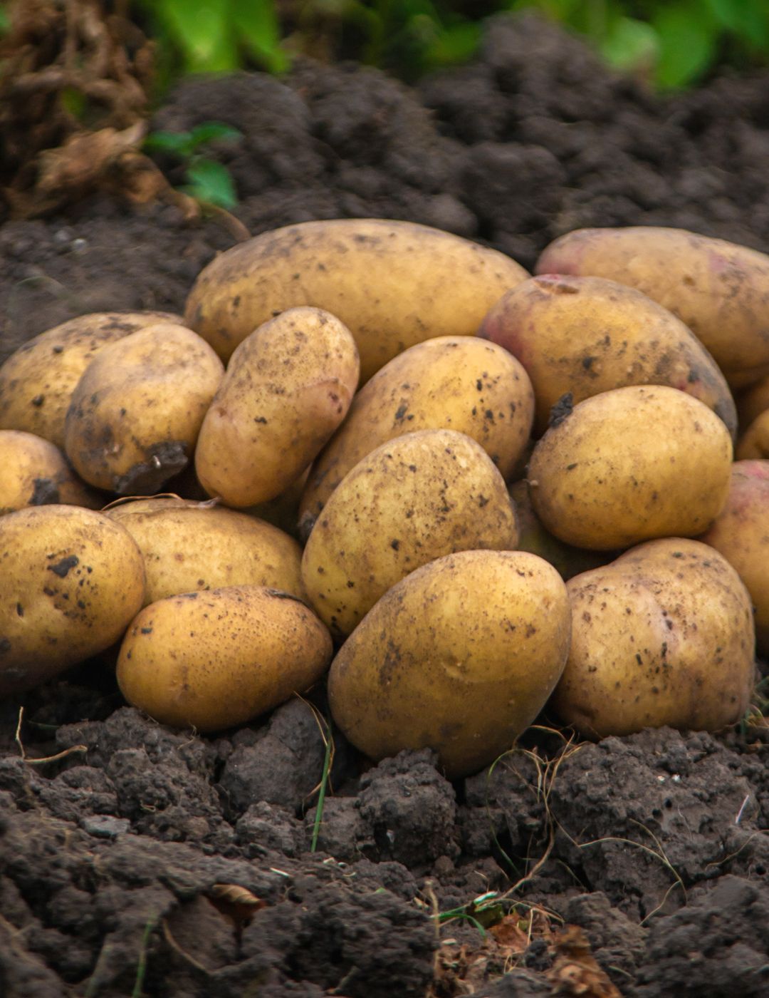 Potato Dutch Cream 1kg bag