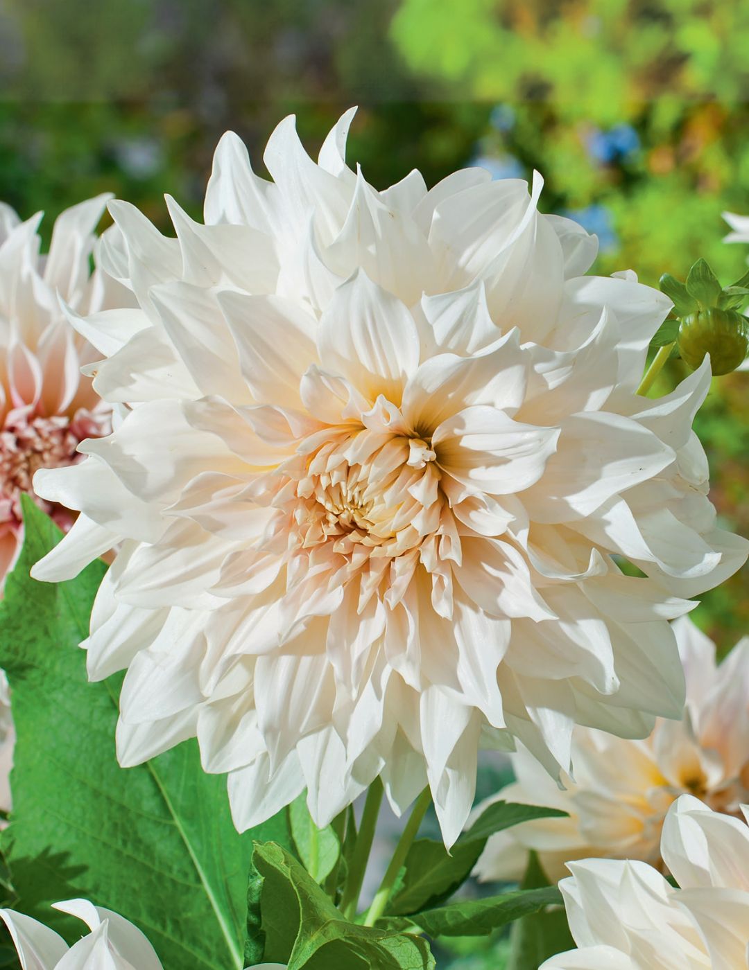 Dahlia Café Au Lait (Season:Aug-Sep)