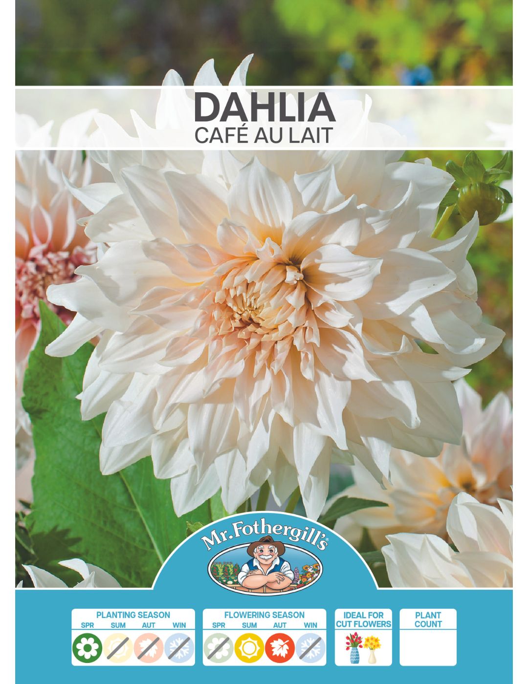 Dahlia Café Au Lait (Season:Aug-Sep)