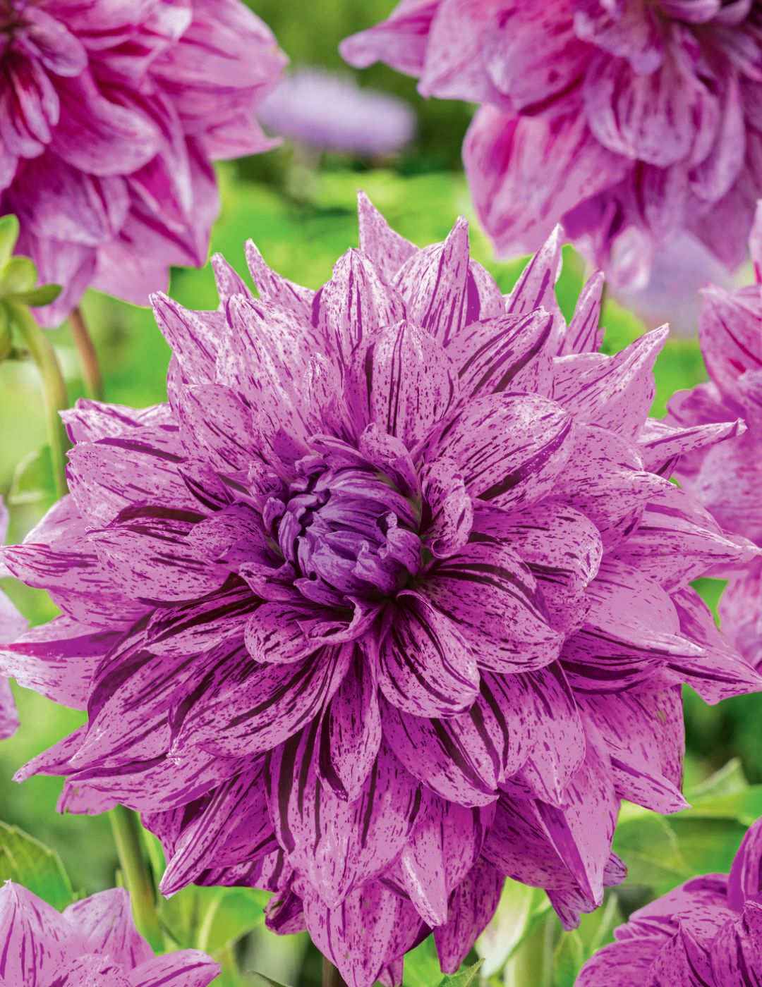 Dahlia purple flower