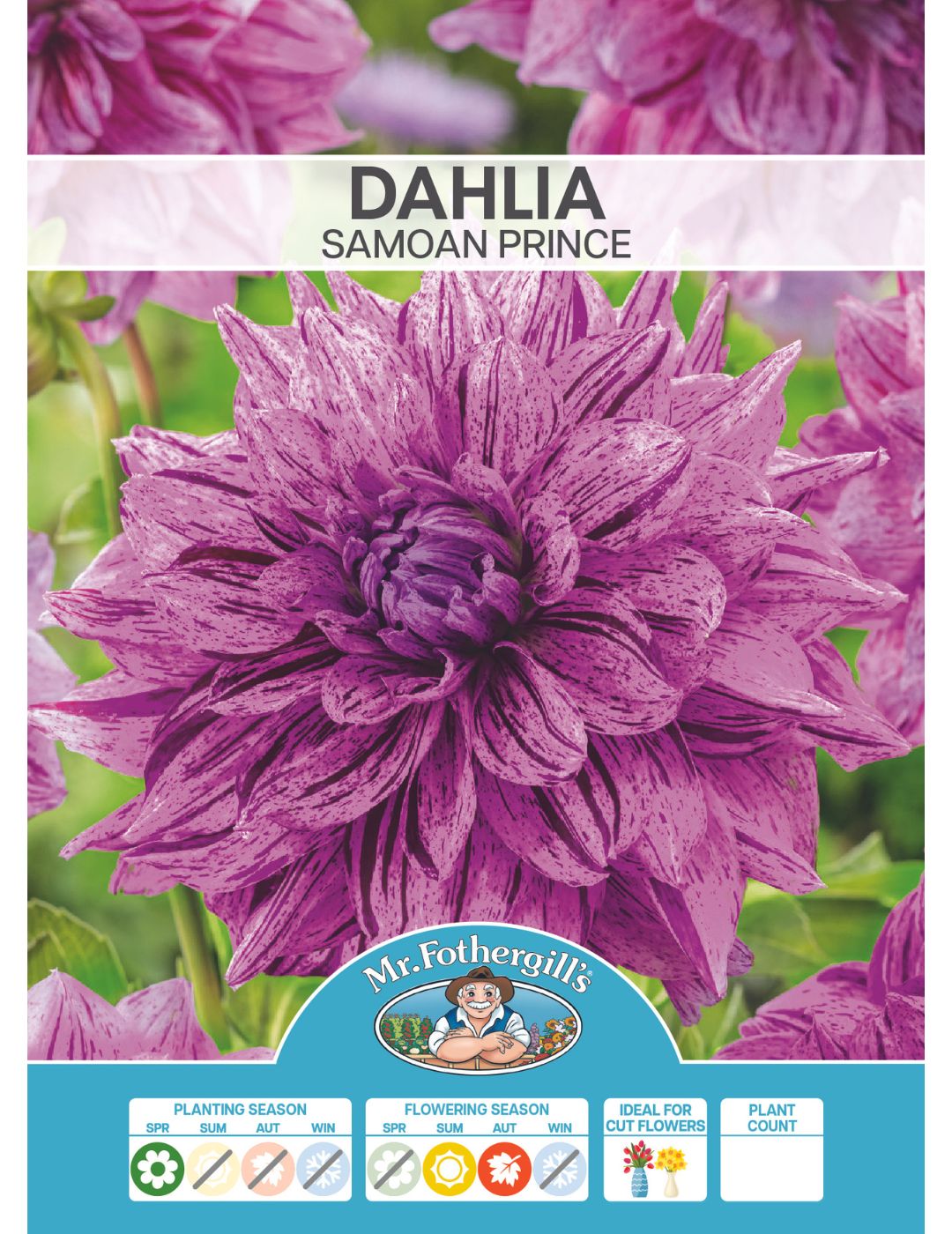 Dahlia Samoan Prince (Season:Aug-Sep)