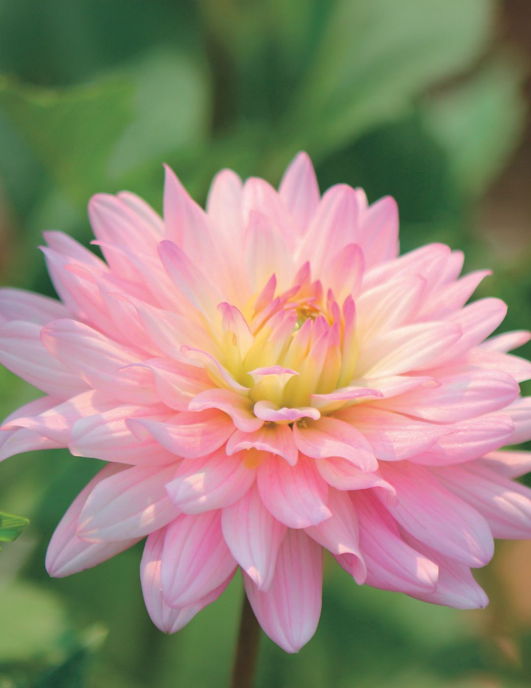 Dahlia Bracken Ballerina (Season:Aug-Sep)