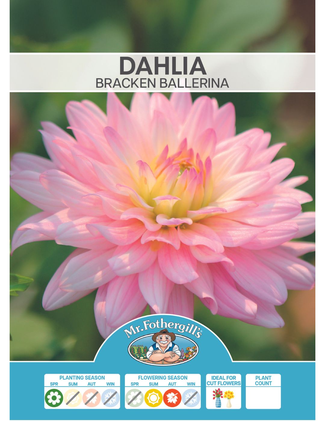 Dahlia Bracken Ballerina (Season:Aug-Sep)