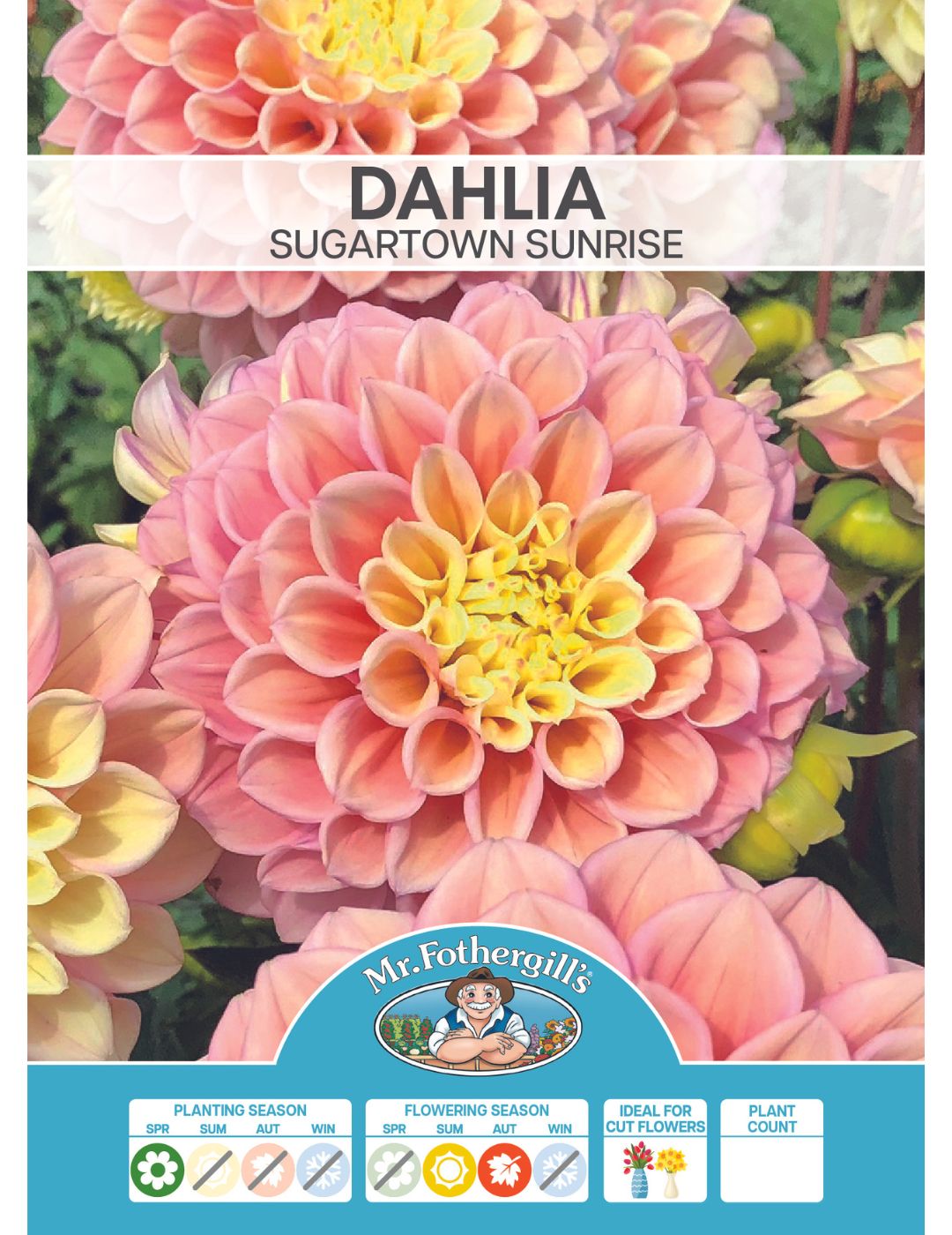 Dahlia Sugartown Sunrise (Season:Aug-Sep)