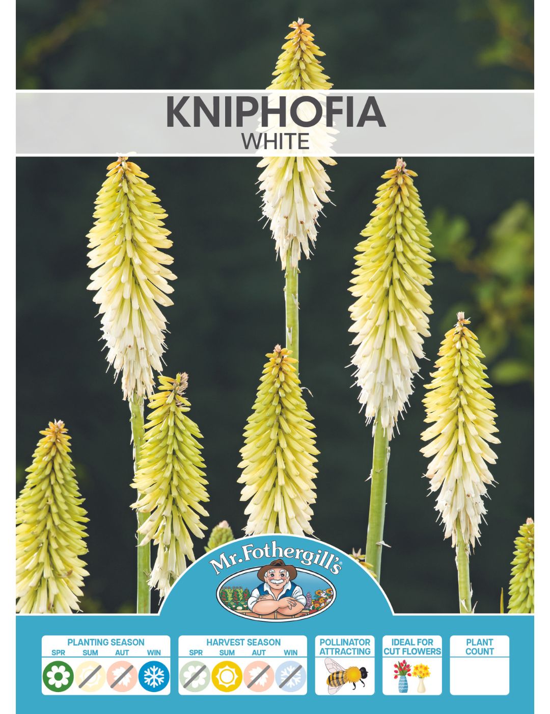 Kniphofia White (Season:Aug-Sep)