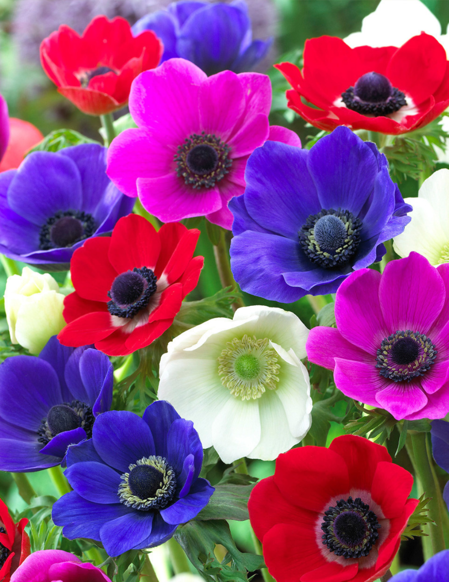 Anemone de Caen Mixed Value Pack