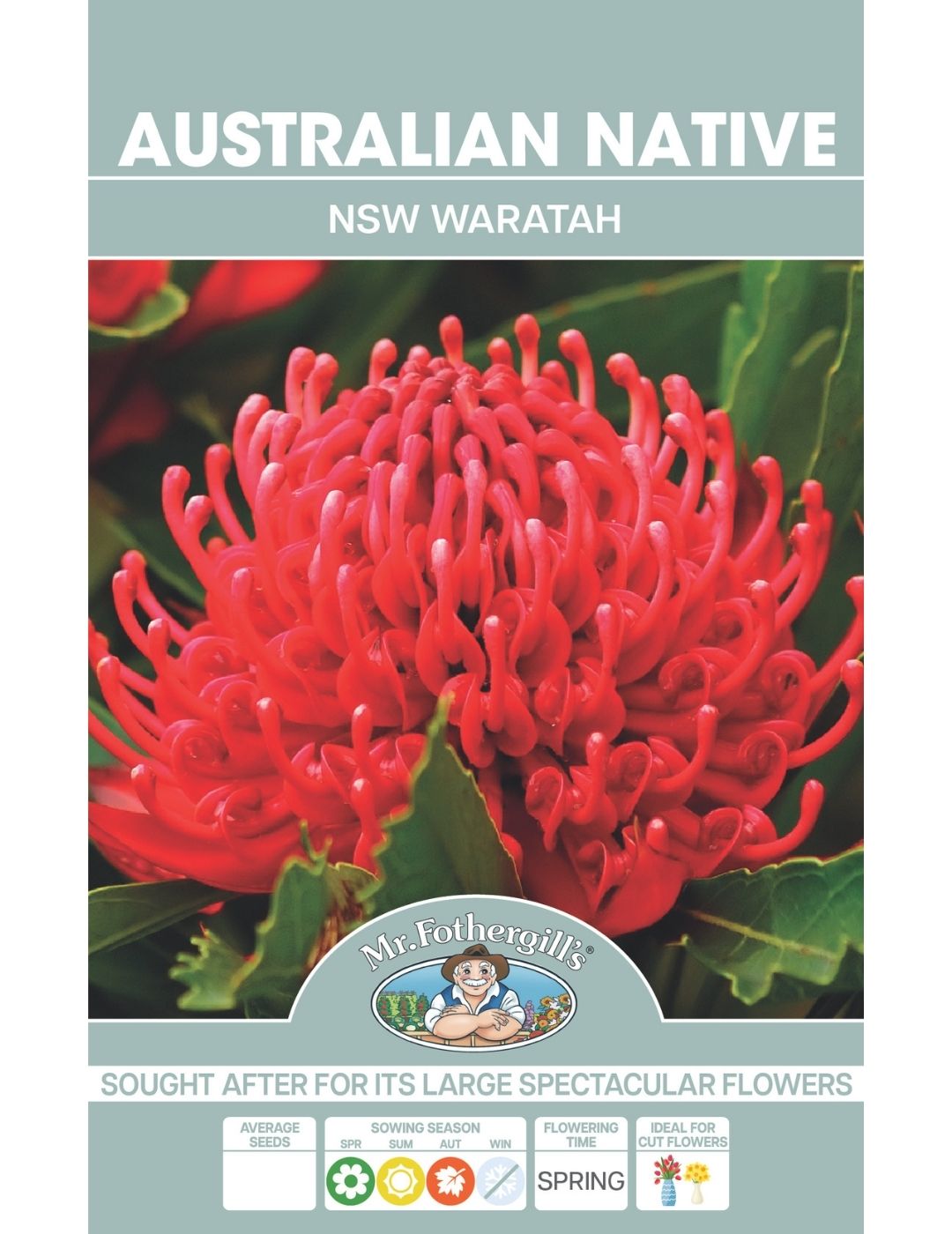 NSW Waratah Wildflower