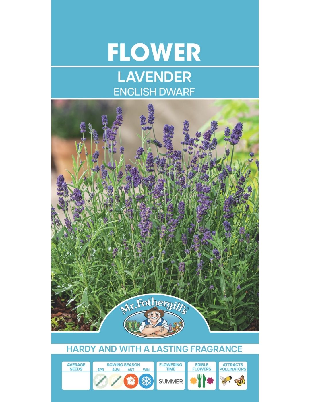 English Dwarf Lavender