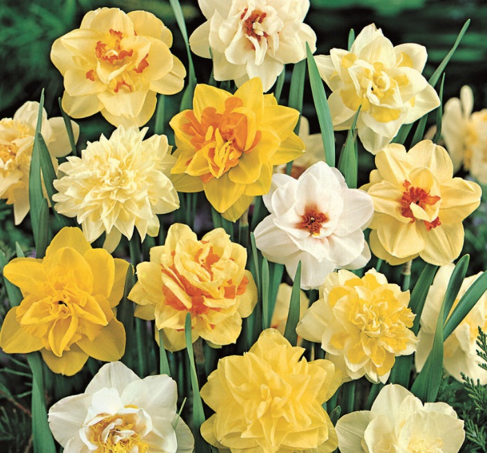 Daffodil Double Mixed Value Pack