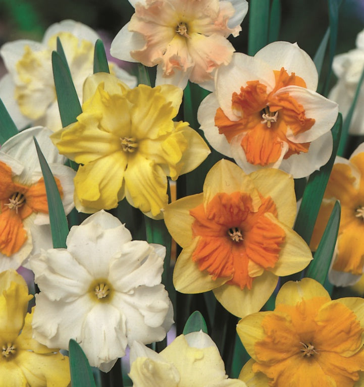 Daffodil Butterfly Mixed Value Pack