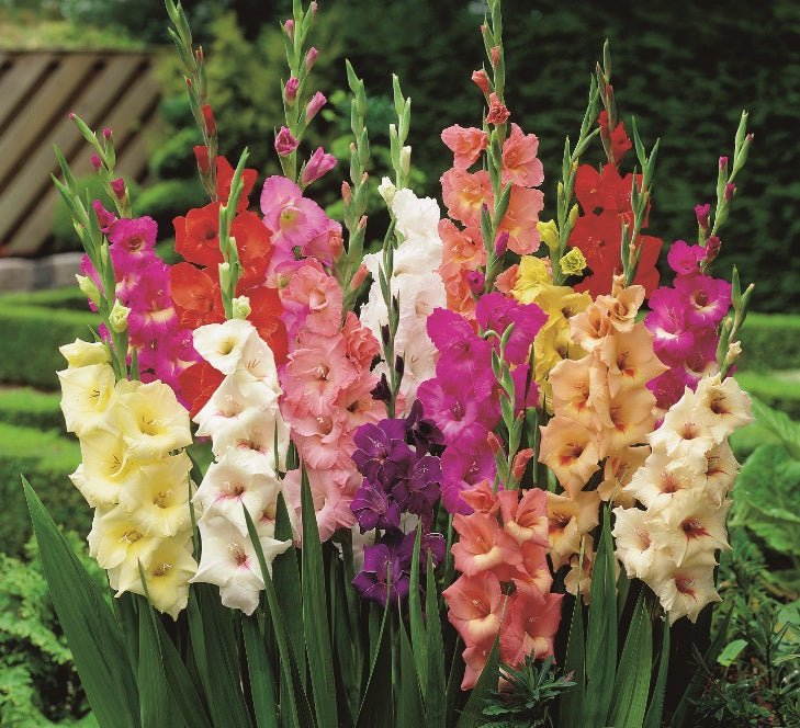 Winter Gladioli Mixed Bulbs (Bumper Bargain Pack)