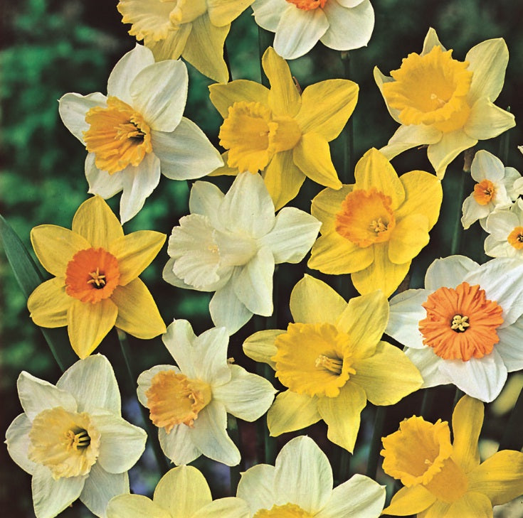 Daffodil Mixed Value Pack