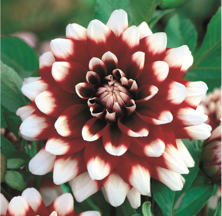 Dahlia Helena (season:Aug-Sep)