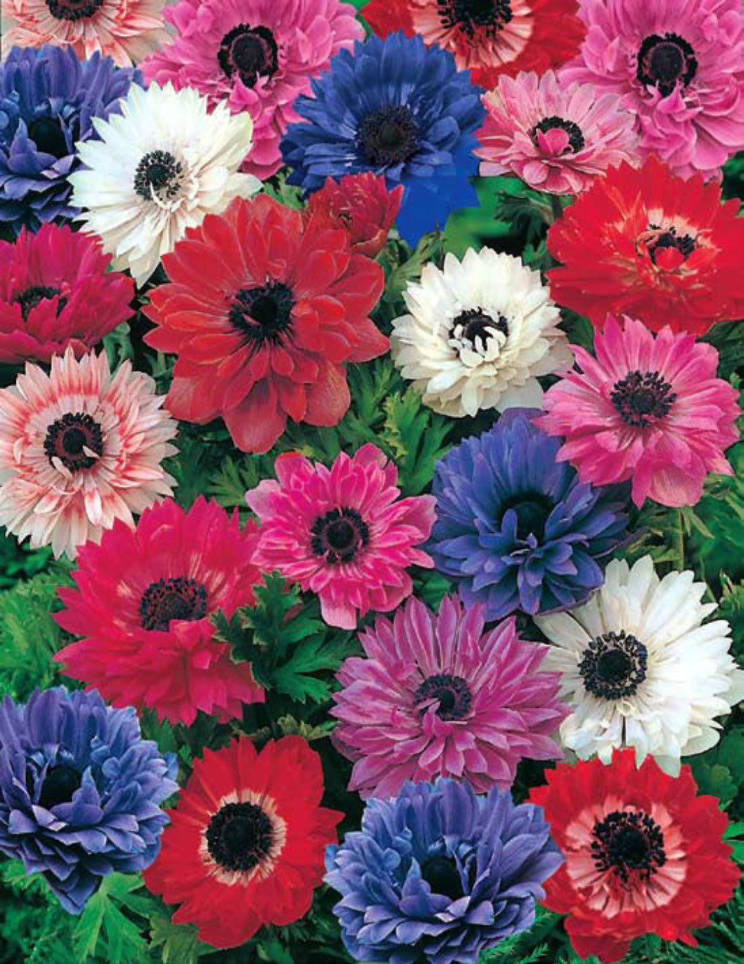 Anemone St. Brigids Mixed Value Pack