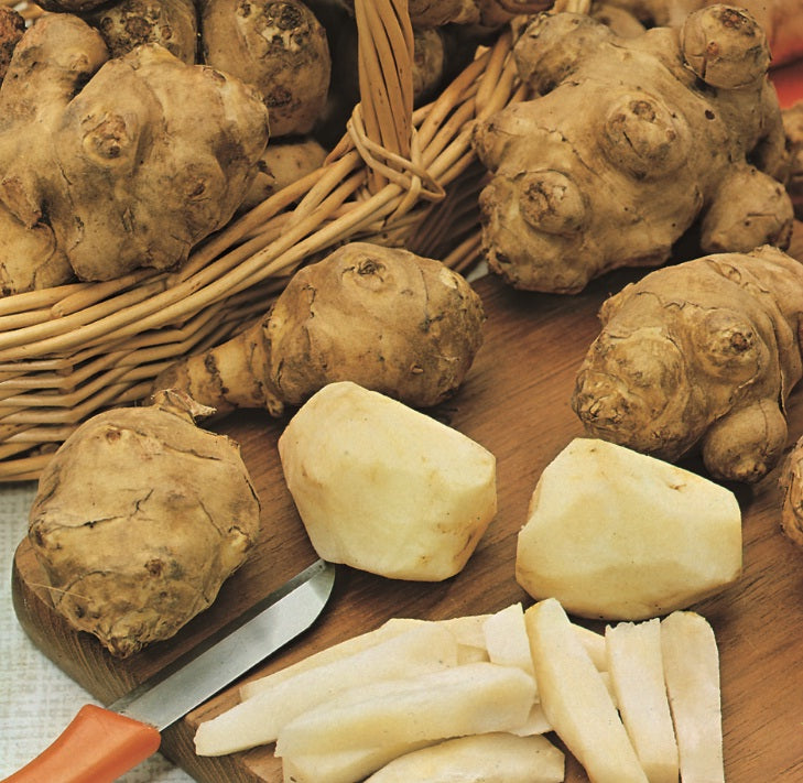 Artichoke Jerusalem (Bulb)