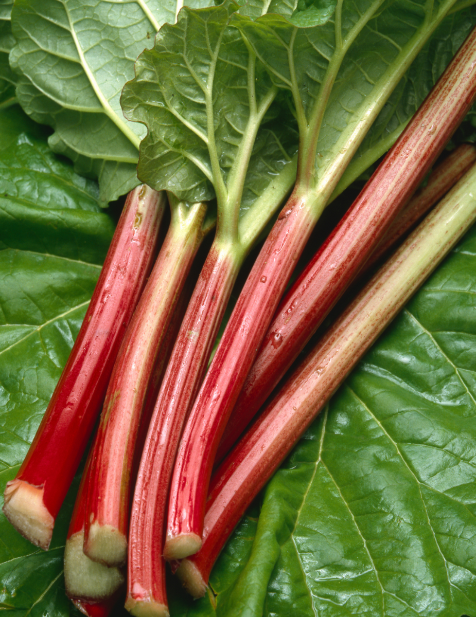 Rhubarb Ever Red (Bulb)