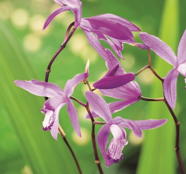 Chinese Ground Orchid (season: Winter)