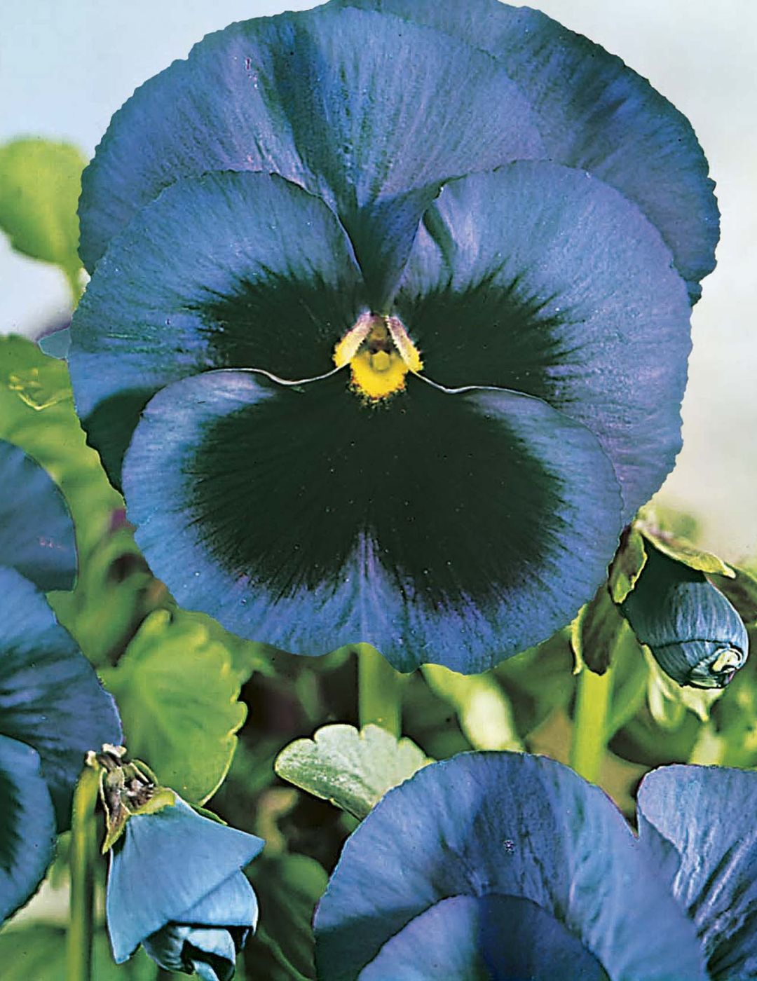 Pansy Swiss Giants Ullswater Blue