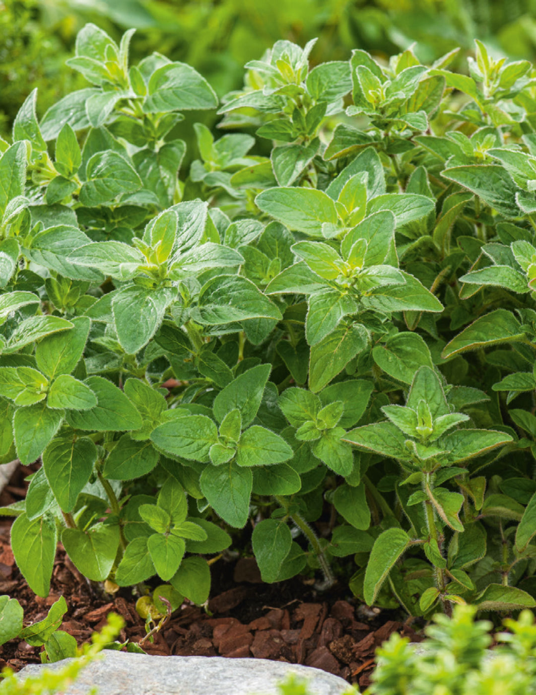 Oregano Seeds