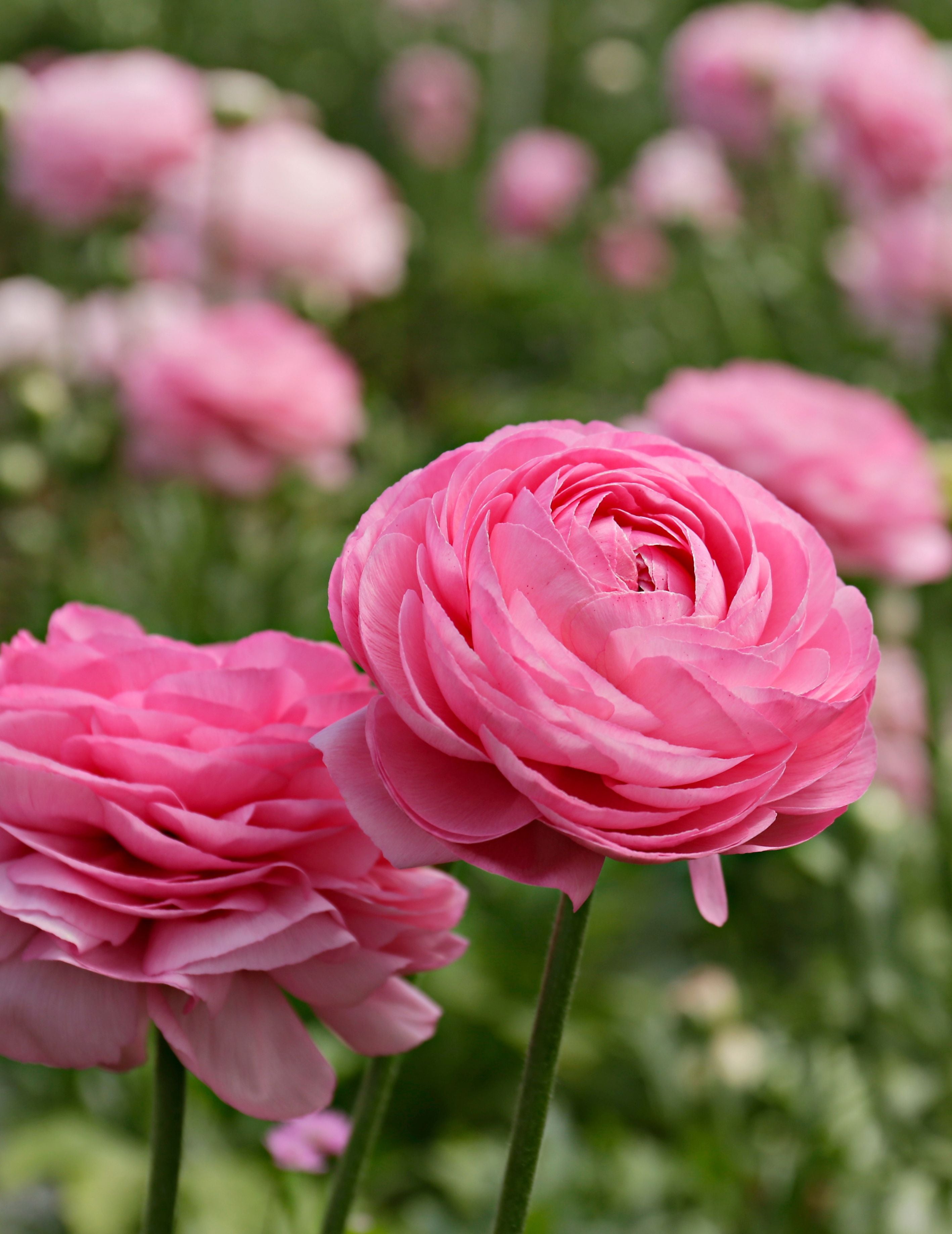 Ranunculus Hot Pink F1 Bulbs