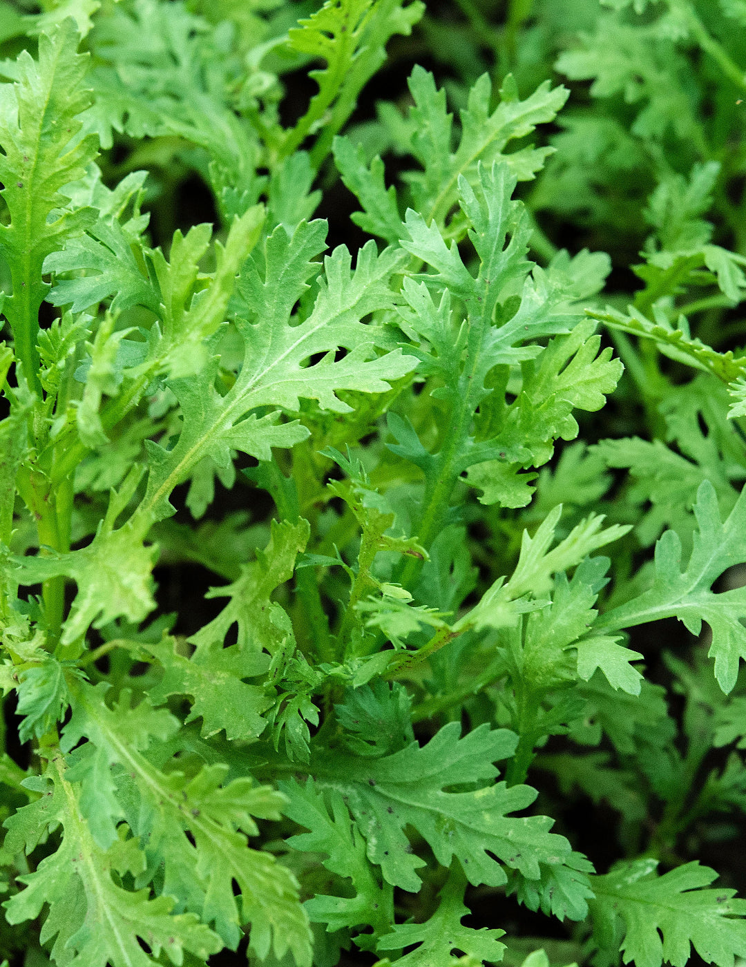 Garland Chrysanthemum Greens - Sprouting BULK BAG