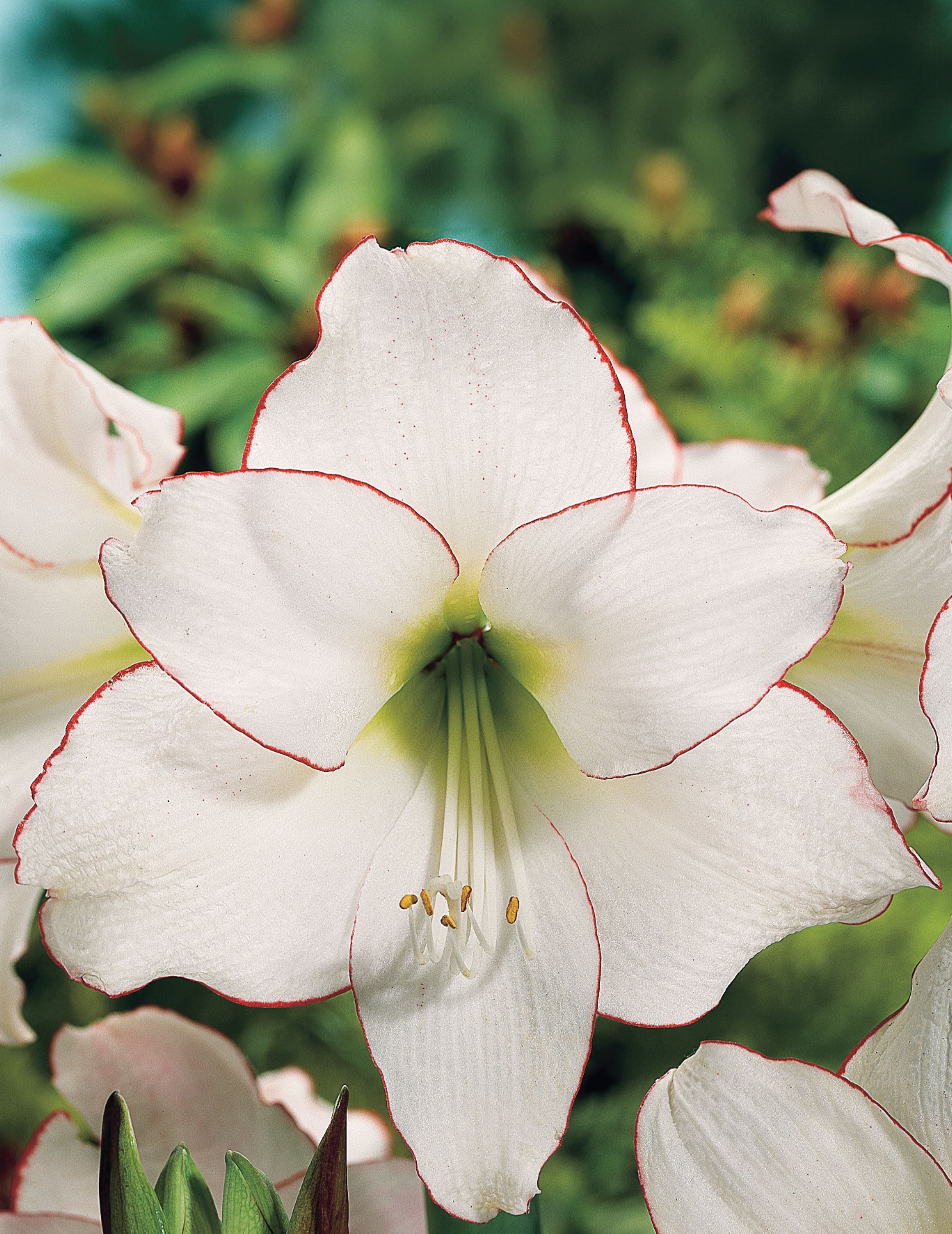 Hippeastrum Picotee white flower red outline