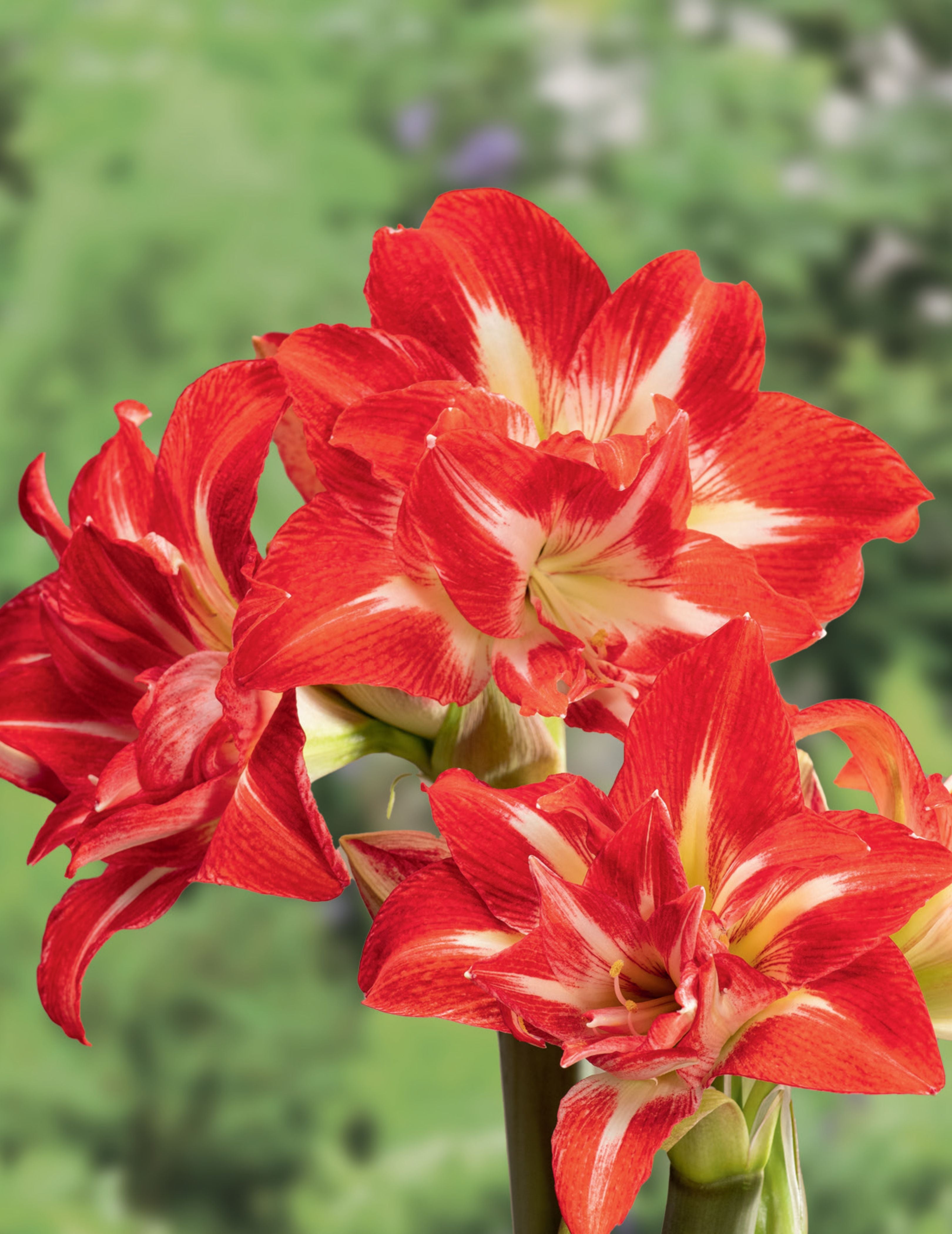 Red Flowers with white and yellow centres Bunched.