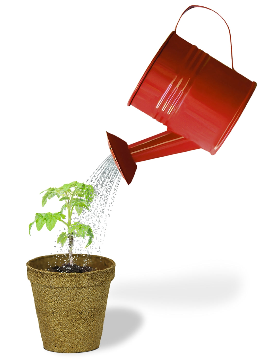 Tomato - Watering Can Grow Kit