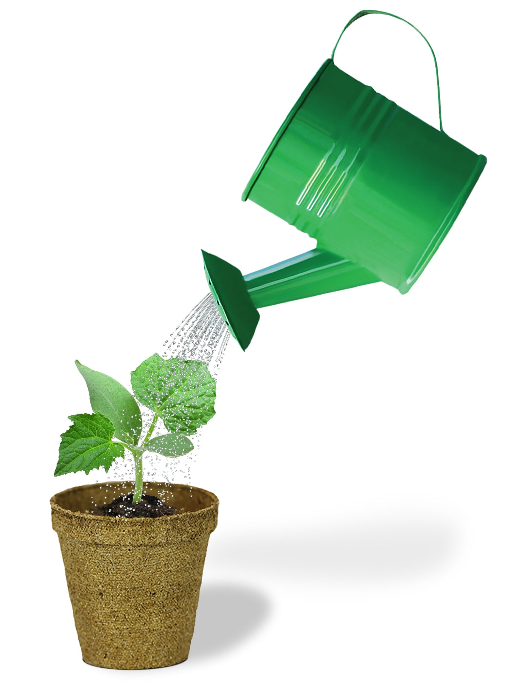 Cucumber - Watering Can Grow Kit