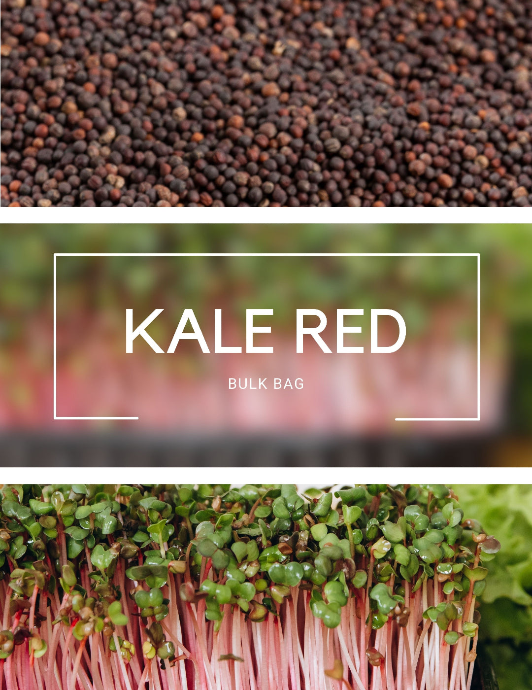 Kale Red - Sprouting BULK BAG