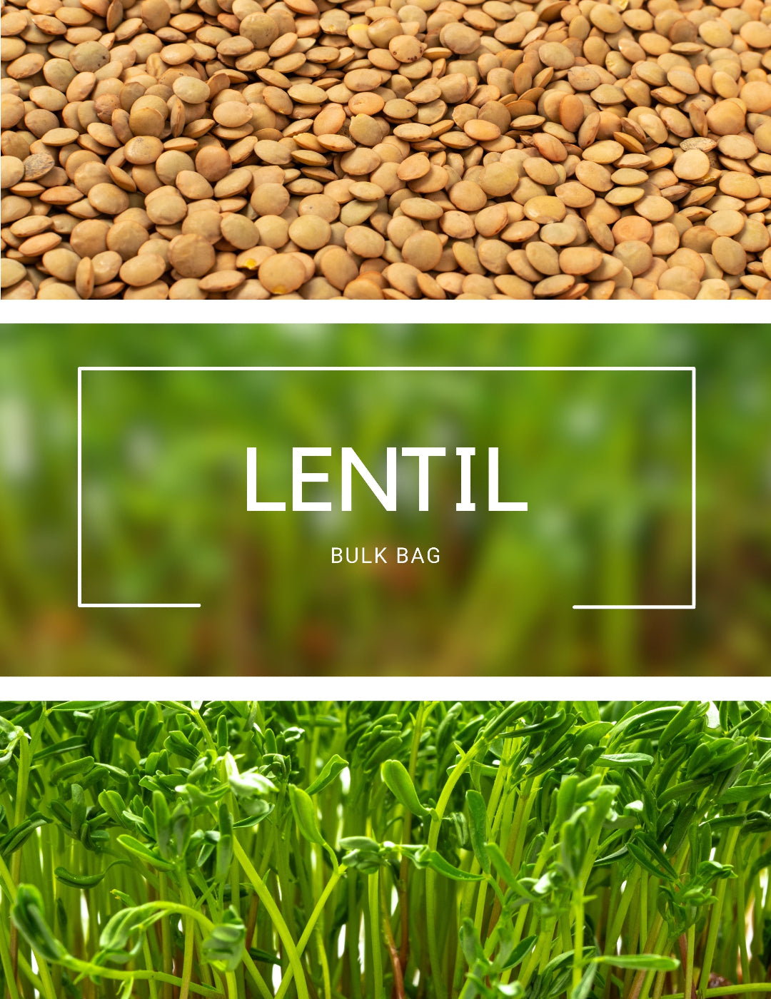 Lentil - Sprouting BULK BAG