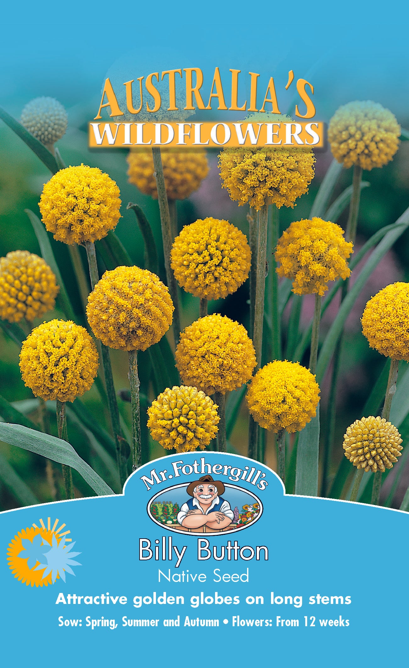 Billy Button Wildflower Seeds