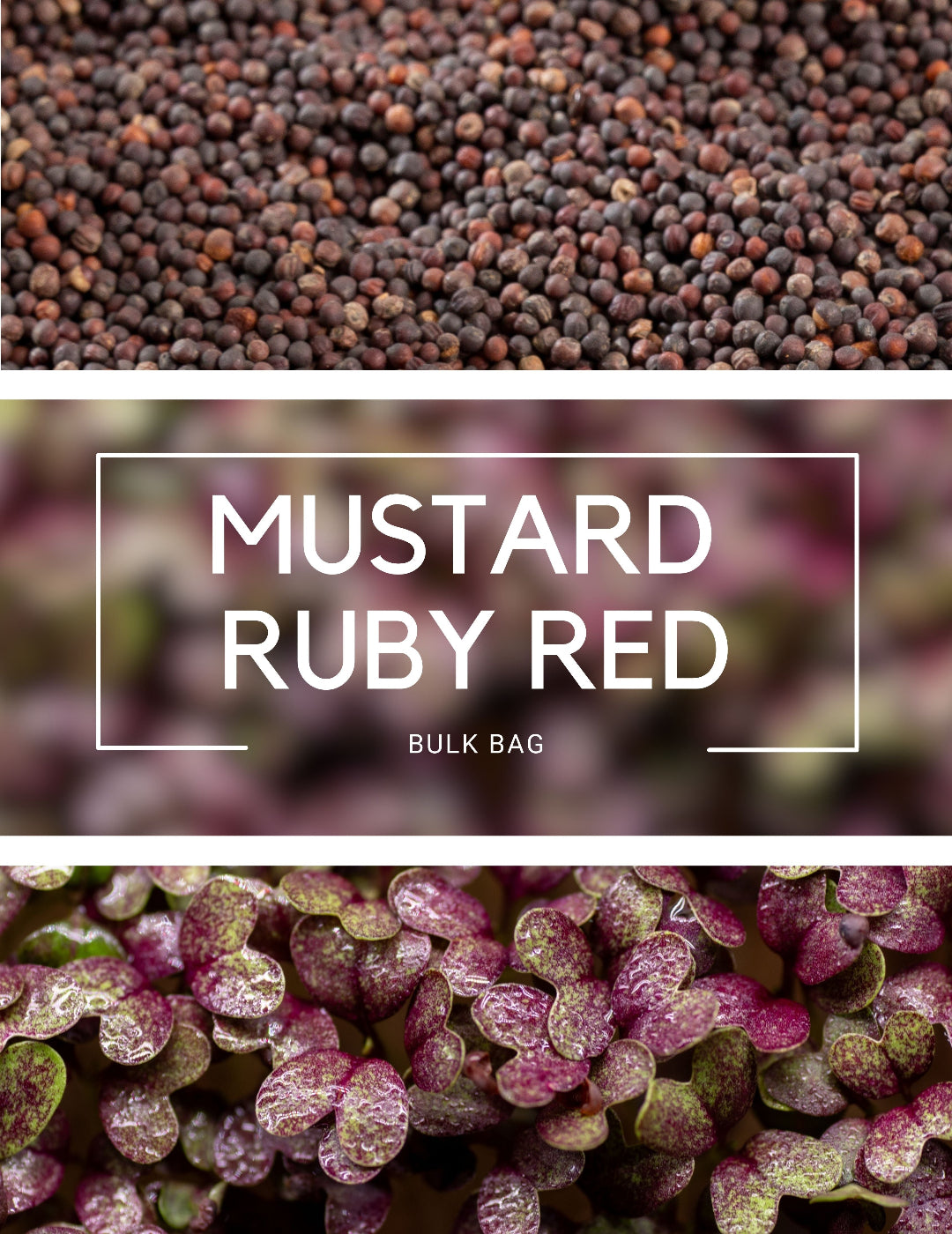 Mustard Ruby Red - Sprouting BULK BAG