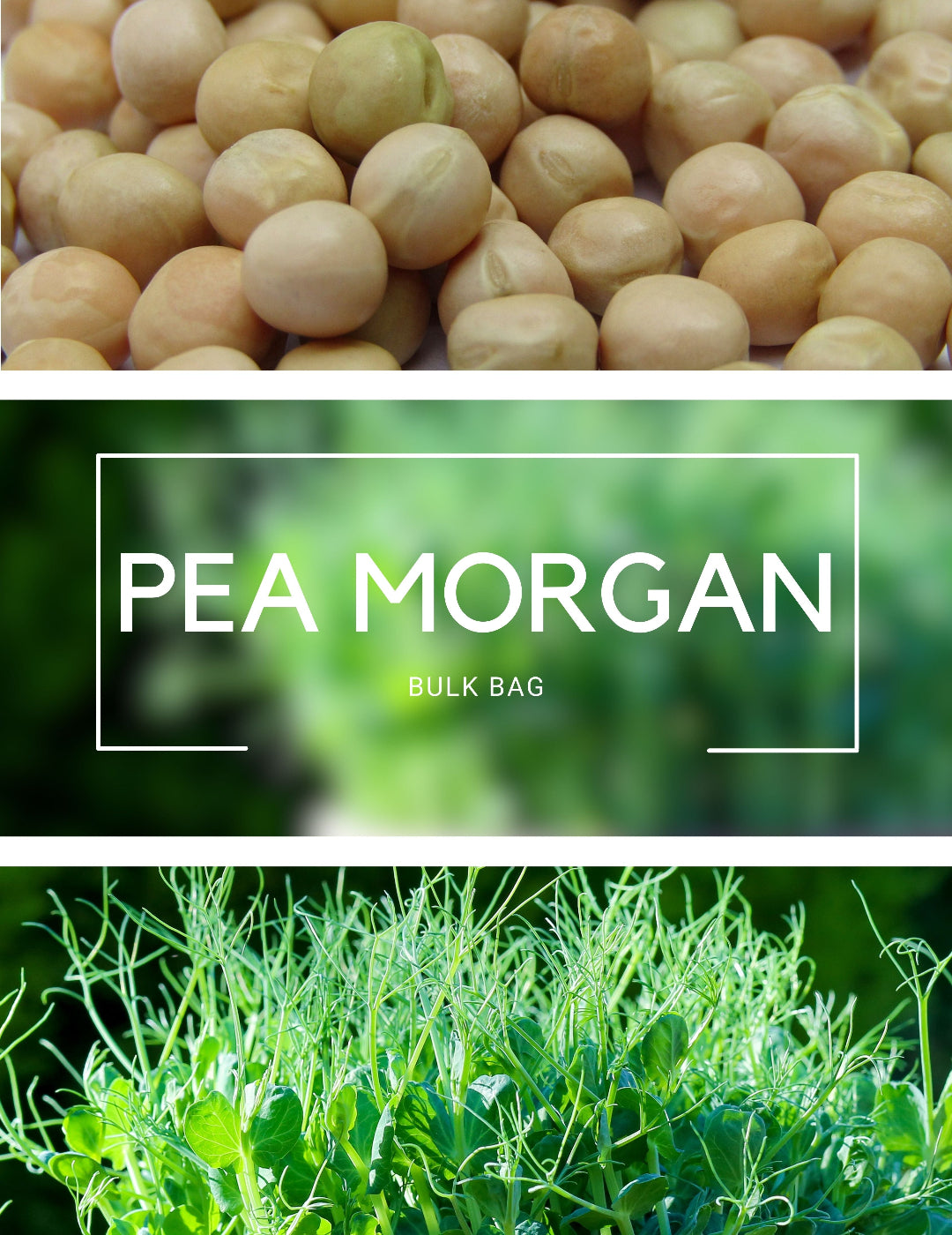 Pea Morgan - Sprouting BULK BAG