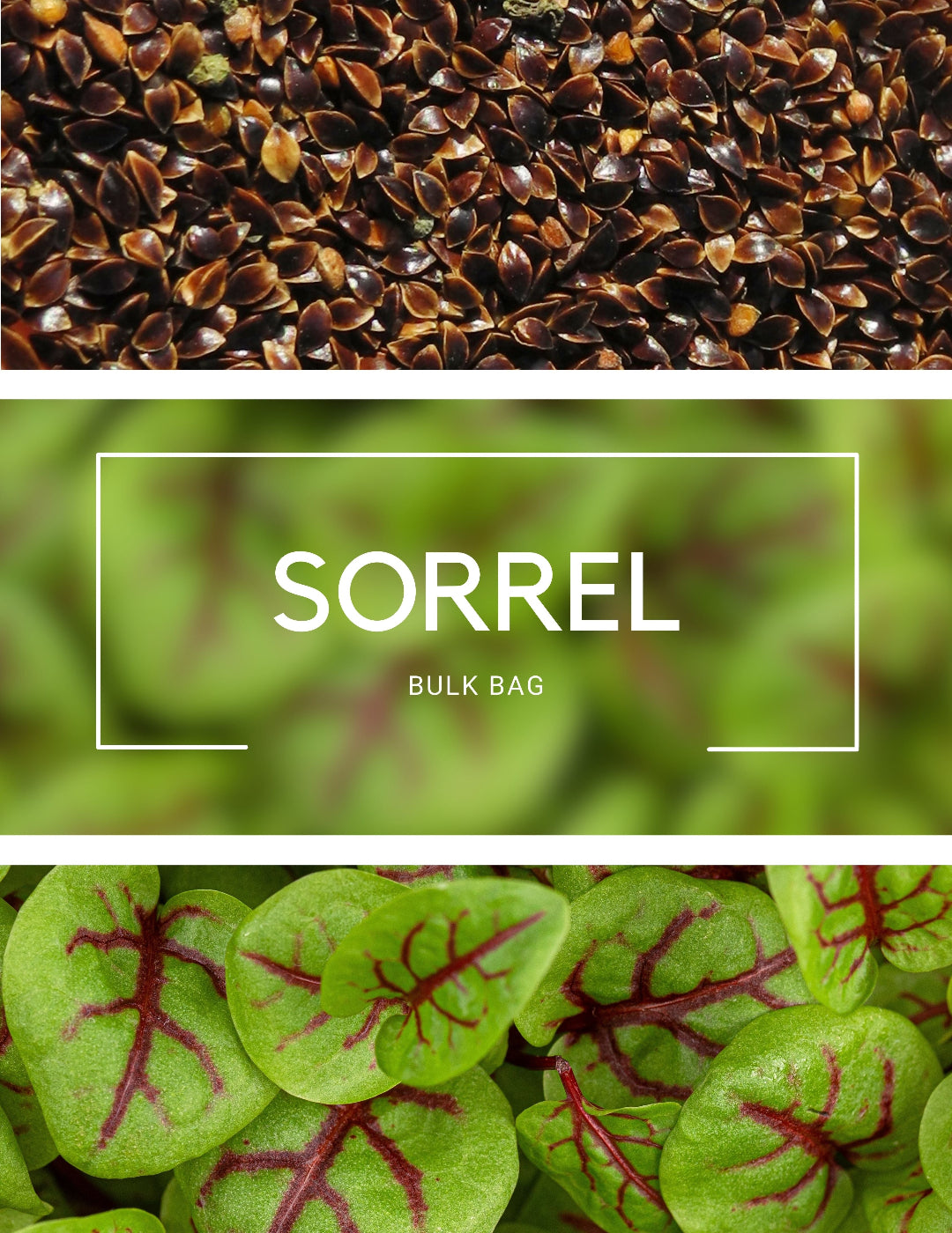 Sorrel - Sprouting BULK BAG