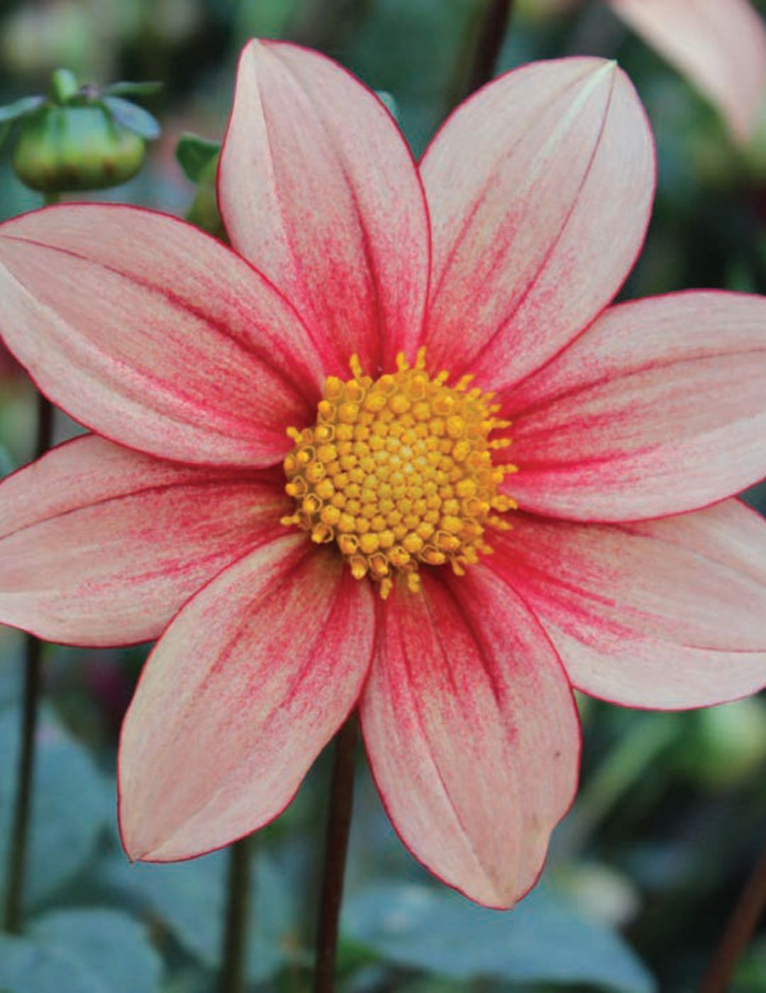 Dahlia Bonnie Fire (season: Aug-Sep)