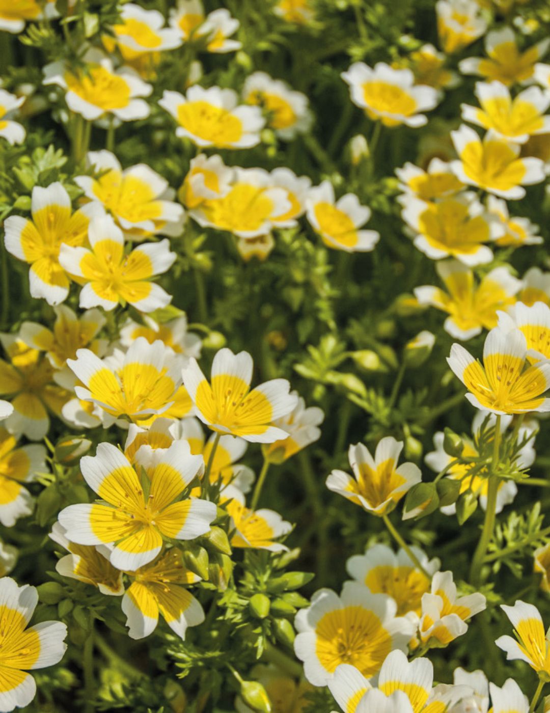 Poached Egg Flower