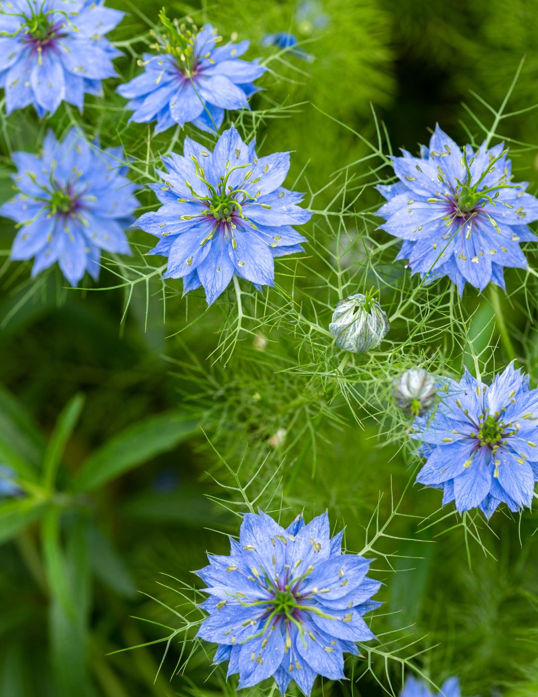 Nigella Love In a Mist