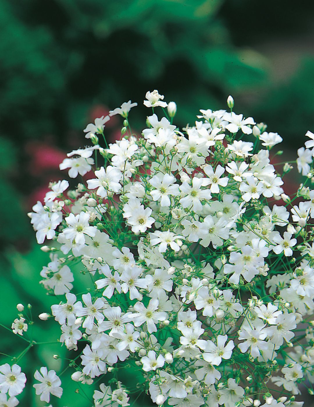 Gypsophila Monarch White (Baby's Breath)