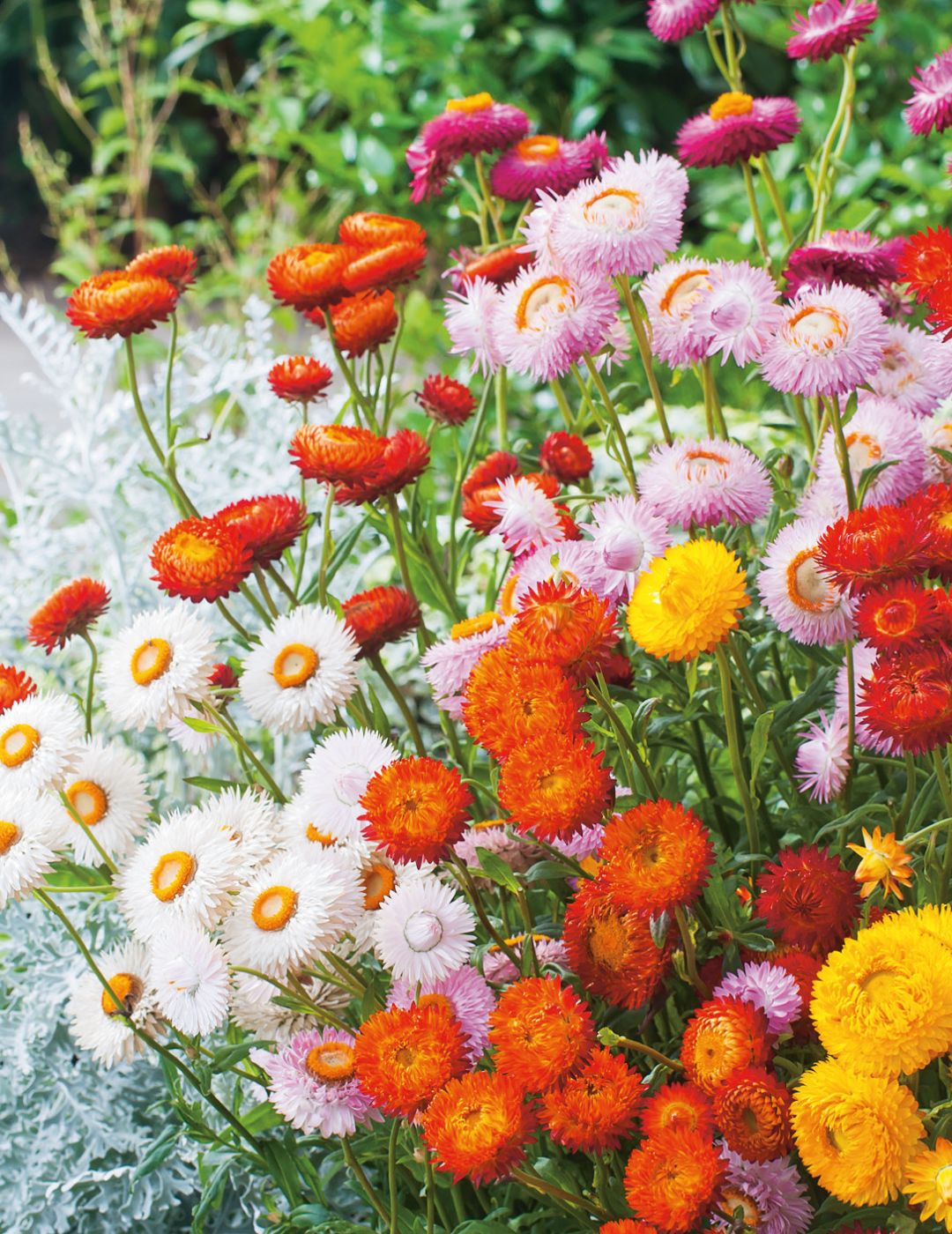 Strawflower (Paper Daisy) Dwarf Mixed