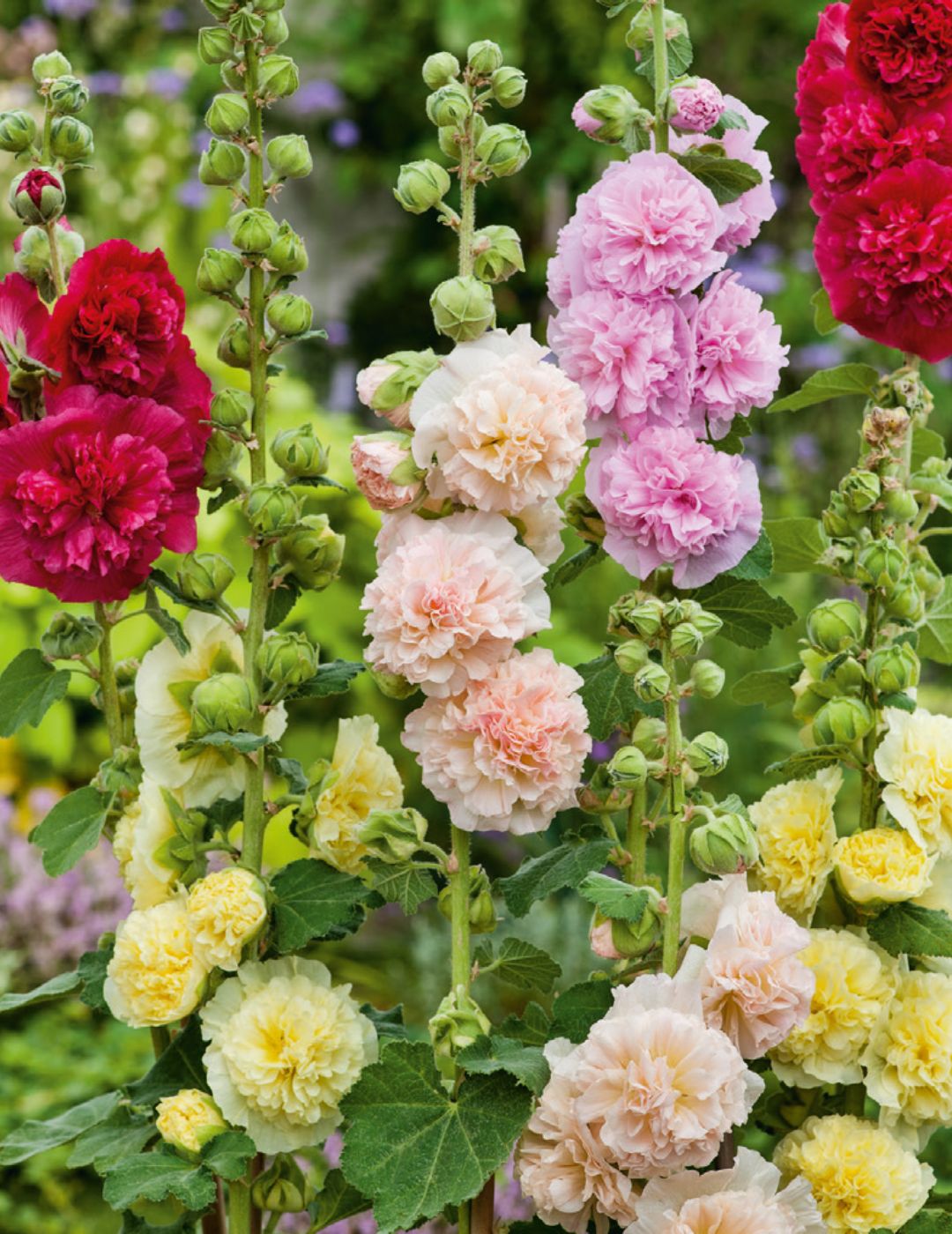 Hollyhock Chaters Double Mixed