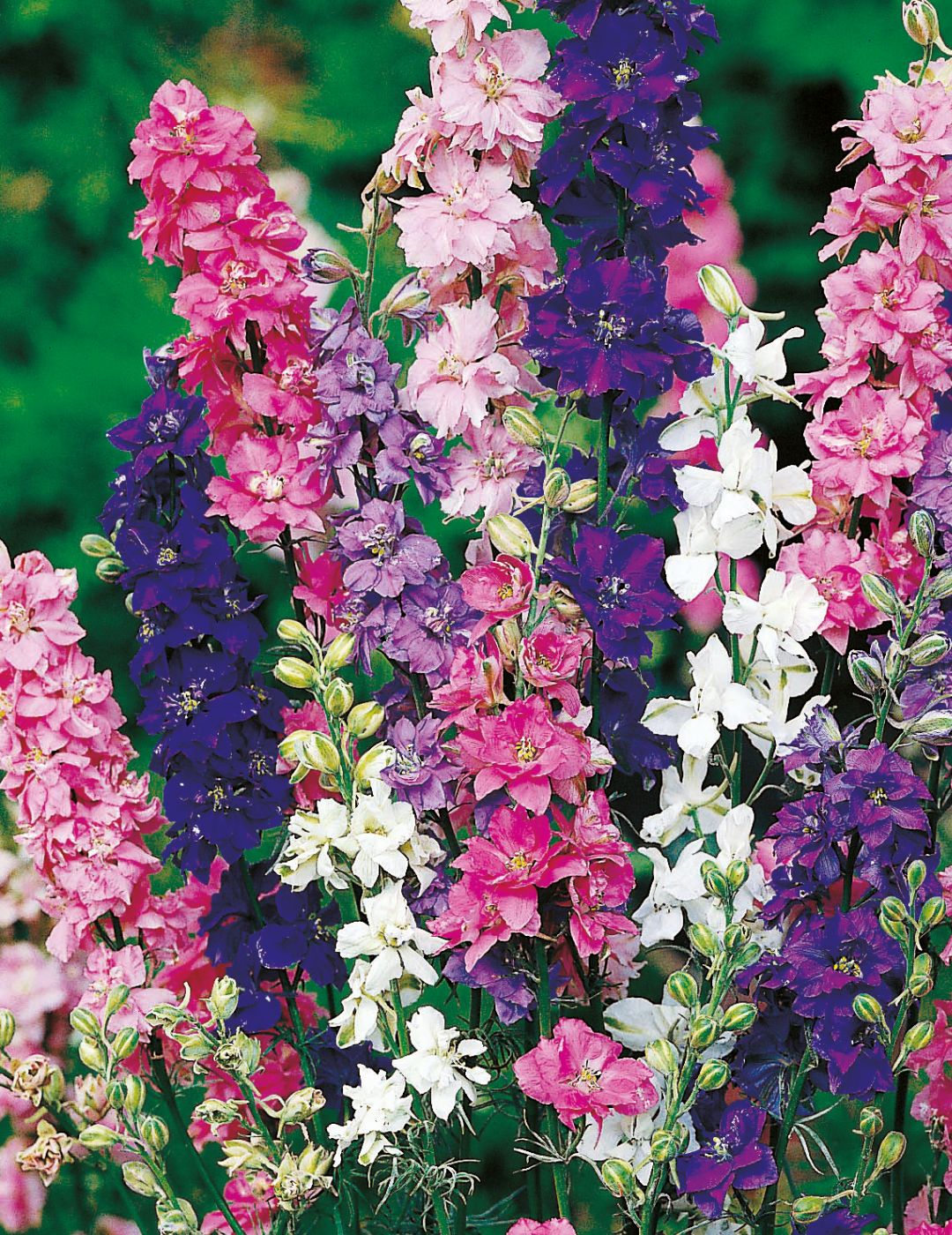 Larkspur Giant Imperial Mixed Seeds