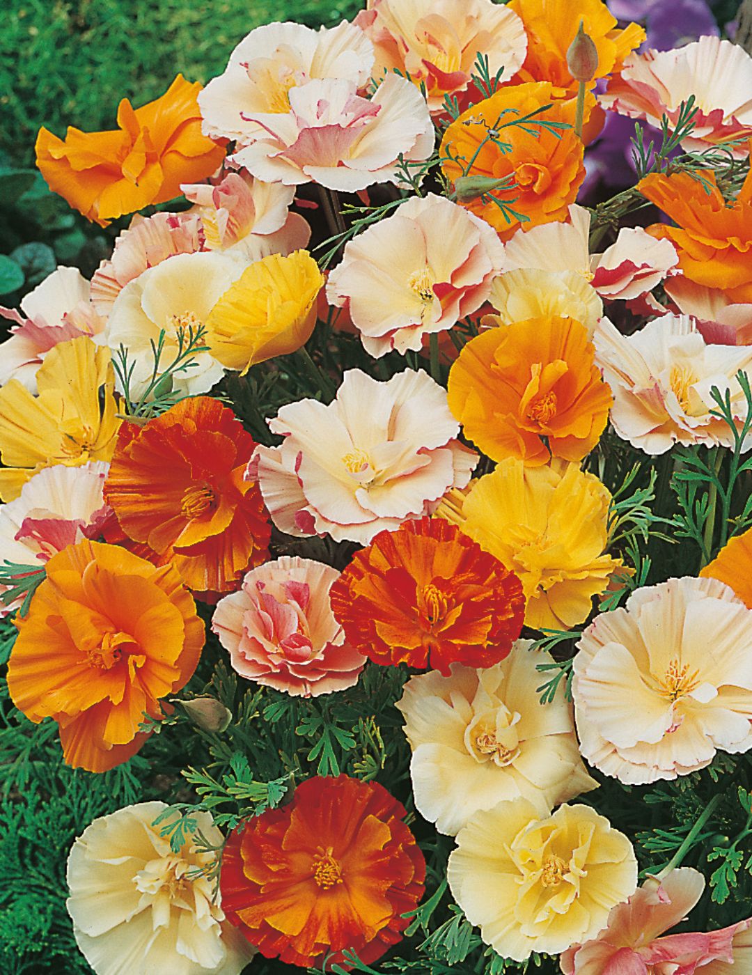 Californian Poppy Monarch Art Shades