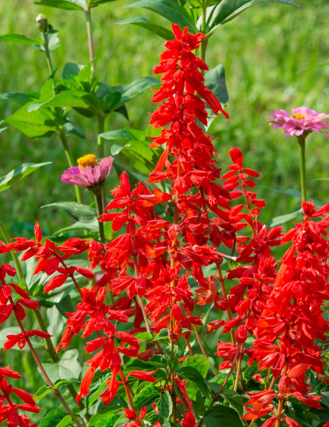 Salvia Blaze of Fire