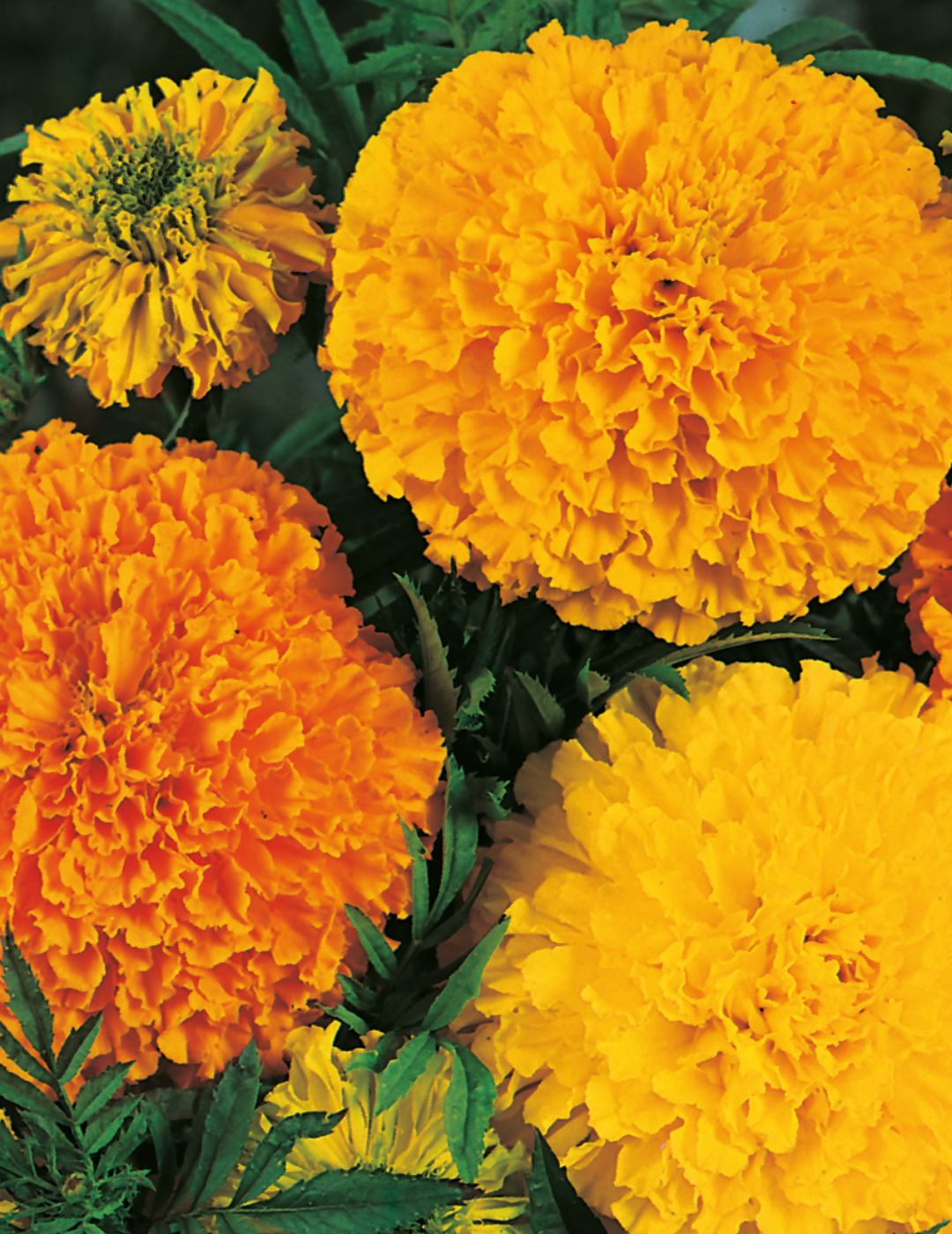 Marigold (African) Crackerjack