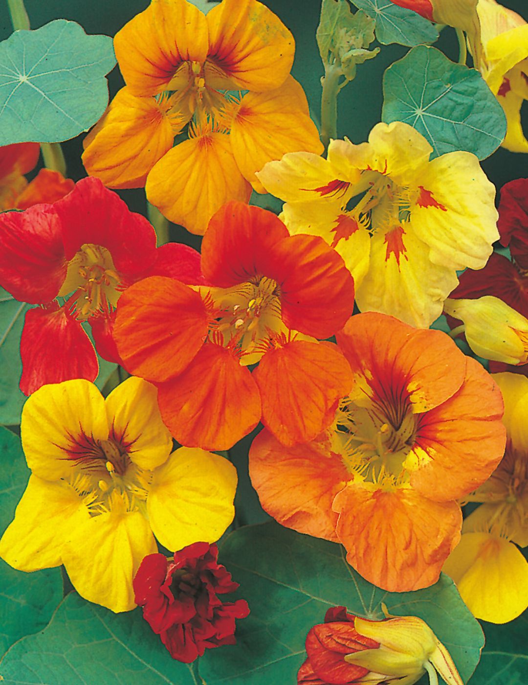 Trailing Mixed Colours Nasturtium Seeds