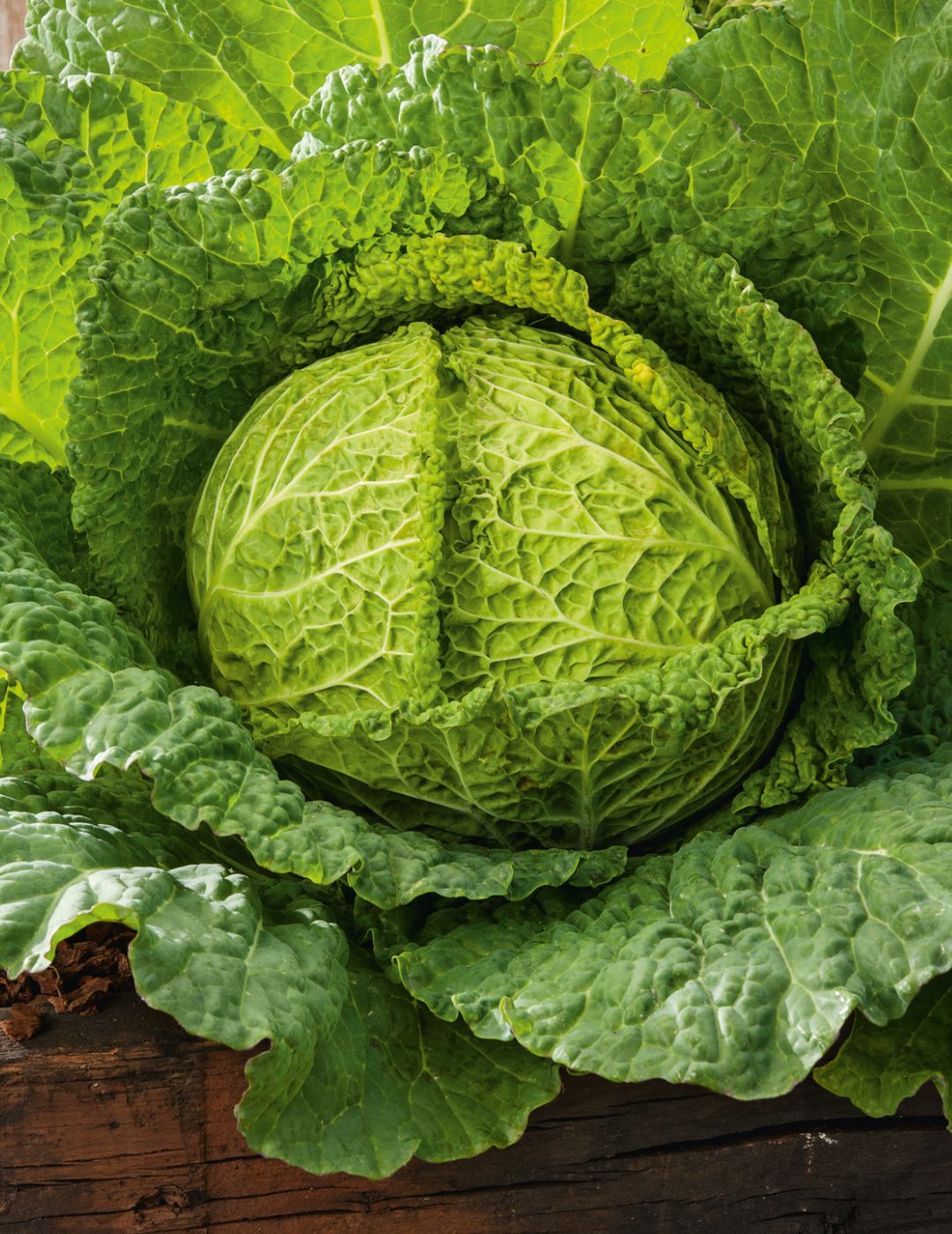 Savoy King F1 Cabbage Seeds